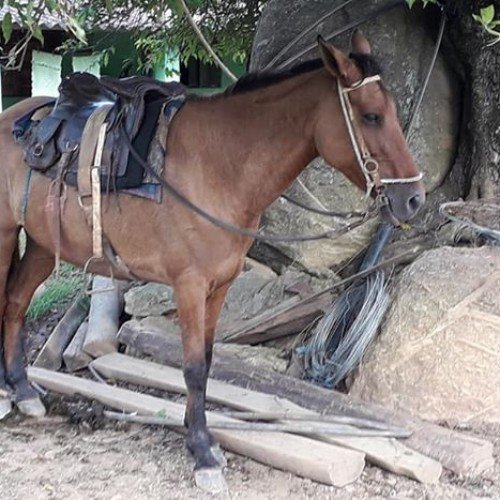 Queijo Tradição Sampaio