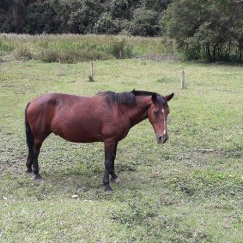 Fazenda Vargem do Lírio